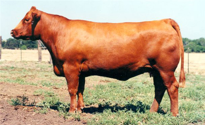 Ruddy Cow (Red Heifer)